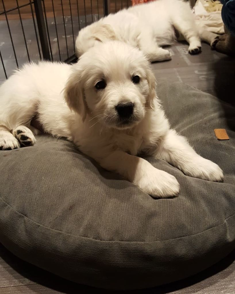Du Clos La Fontaine D'Haskia - Golden Retriever - Portée née le 09/10/2018